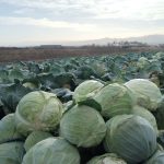 Еве како да препознаете зелка која е полна со хемикалии: Ако го забележите ова на листовите, не купувајте!