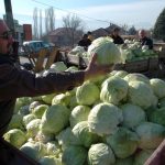 ДАЛИ ДОМАЌИНКИТЕ ЌЕ ПРАВАТ САРМА? ЗЕЛКАТА ЗА ЗИМНИЦА ЦЕНАТА ПЛАФОН!