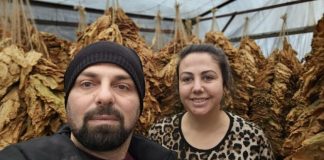 Ердован и Емине сработија 15 тони тутун, задоволни се од цената – 500 денари за килограм