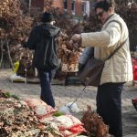 Дали знаете дека Бадниковите гранчиња не треба да ги допирате со голи раце? Стар обичај е јасен, но малкумина го знаат!