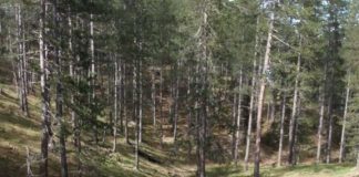 Лука: Се врати кај дедо му на село, се занимава со кравите, бара девојка за брак, но вистинската сè уште ја нема!