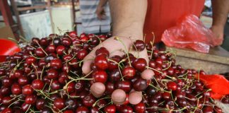 Граѓаните реагираа за високите цени на килограм цреши кои достигнуваат до 1.200 или 1.300 денари