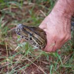 Ако ве касне змија, ова е првото нешто што мора веднаш да го направите: Секој прави многу опасна грешка што може да биде фатална, само со оваа намирница ќе ја избркате од дворот!