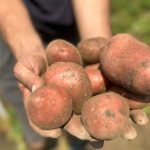 ДАЛИ СТЕ ЗАБЕЛЕЖАЛЕ ДЕКА КОМПИРОТ ОВИЕ ДЕНОВИ ИМА ЧУДЕН ВКУС? Еве на што треба да обрнете внимание при купување!