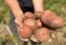 ДАЛИ СТЕ ЗАБЕЛЕЖАЛЕ ДЕКА КОМПИРОТ ОВИЕ ДЕНОВИ ИМА ЧУДЕН ВКУС? Еве на што треба да обрнете внимание при купување!