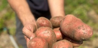 ДАЛИ СТЕ ЗАБЕЛЕЖАЛЕ ДЕКА КОМПИРОТ ОВИЕ ДЕНОВИ ИМА ЧУДЕН ВКУС? Еве на што треба да обрнете внимание при купување!